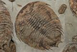 Plate Of Huge Trilobites (Dikelokephalina & Platypeltoides) #243737-4
